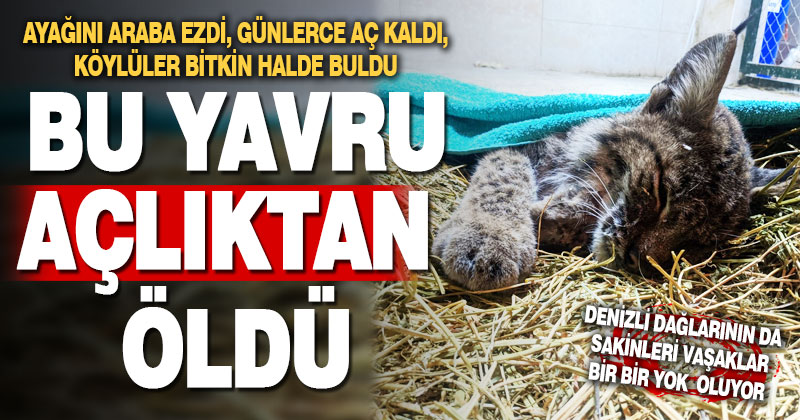 Ayağını araç ezen yavru vaşak, açlıktan öldü