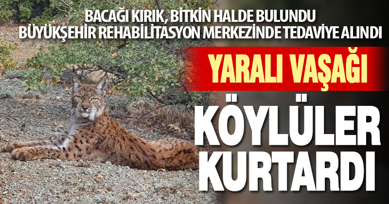 Yaralı vaşak tedaviye alındı