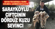 Denizli’de koyun tek batında 4 kuzu doğurdu