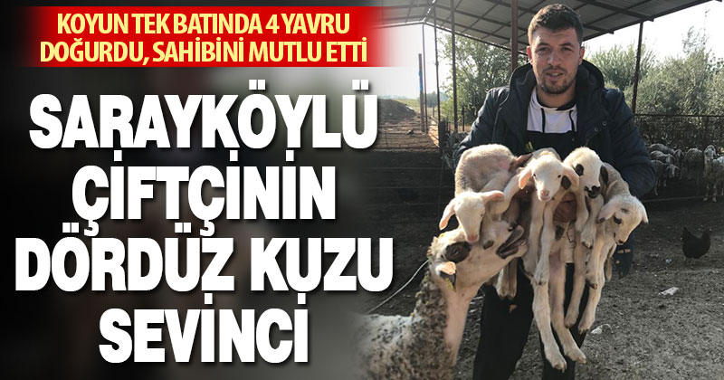 Denizli’de koyun tek batında 4 kuzu doğurdu