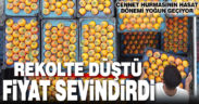 Cennet hurmasının hasat dönemi yoğun. Rekolte düştü, fiyat sevindirdi