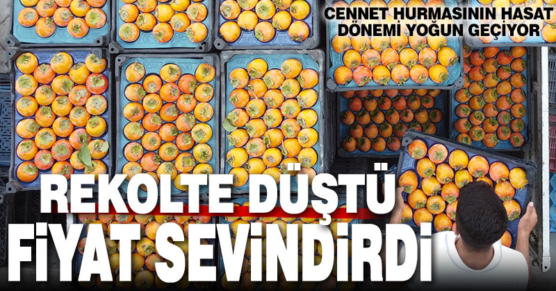 Cennet hurmasının hasat dönemi yoğun. Rekolte düştü, fiyat sevindirdi
