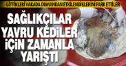 Sağlıkçılar yavru kediler için zamanla yarıştı