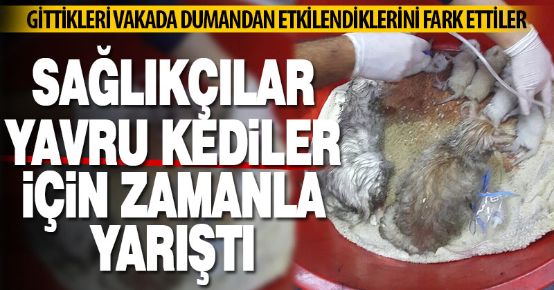 Sağlıkçılar yavru kediler için zamanla yarıştı