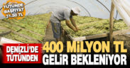 Denizli’de tütünden 400 milyon lira gelir bekleniyor