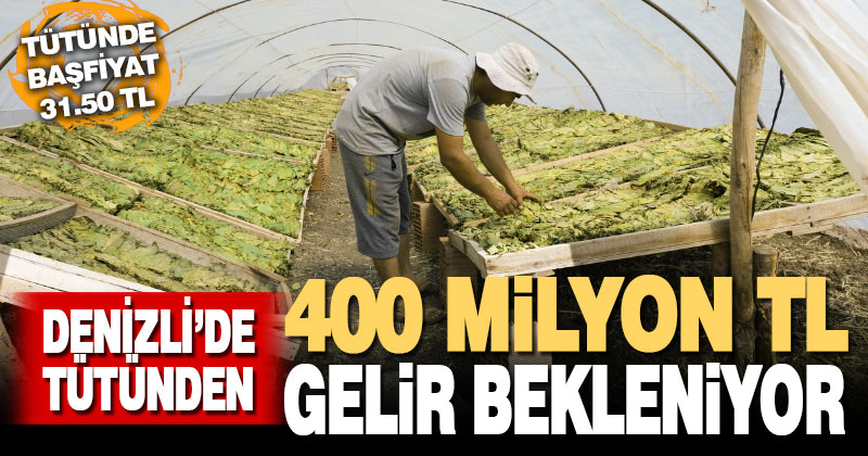 Denizli’de tütünden 400 milyon lira gelir bekleniyor