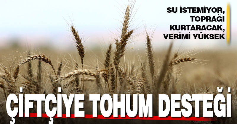 Üreticiye yüzde 50 hibeyle buğday tohumu desteği