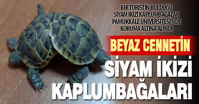 Pamukkale travertenlerinde siyam ikizi kaplumbağa bulundu, koruma altına alındı