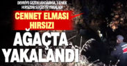 Honaz’da cennet elması bahçesine giren 3 hırsız, suçüstü yakalandı