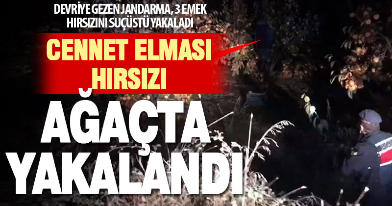 Honaz’da cennet elması bahçesine giren 3 hırsız, suçüstü yakalandı
