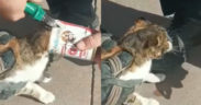 Kafası konserve kutusuna sıkışan kedi kurtarıldı