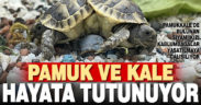 Siyam ikizi kaplumbağaların isimleri “Pamuk” ve “Kale” oldu