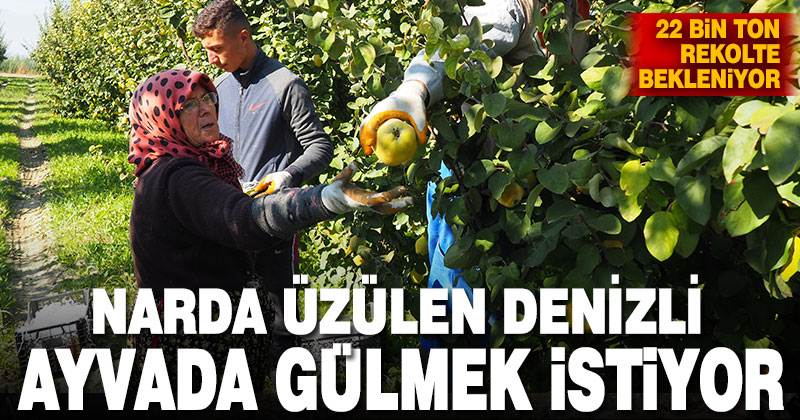 Narda üzülen Denizlili üretici, ayvada gülmeyi umuyor