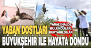 Yaban dostları Büyükşehir ile hayata döndü