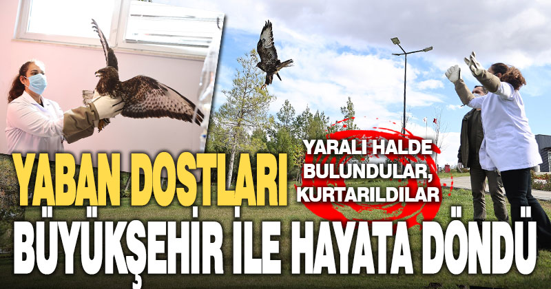 Yaban dostları Büyükşehir ile hayata döndü