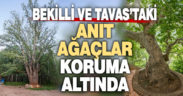 Tavas ve Bekilli’deki anıt ağaçlar koruma altında