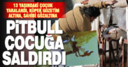 Pitbull cinsi köpeğin saldırdığı 13 yaşındaki çocuk yaralandı