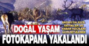 Denizli Akdağ’daki kızıl geyikler fotokapanla görüntülendi