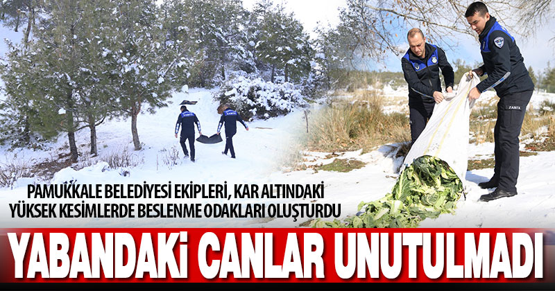 Pamukkale Belediyesi yaban hayvanları için beslenme odakları oluşturdu