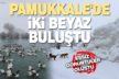 Beyaz cennet Pamukkale’ye kar yağdı: İki beyaz buluştu
