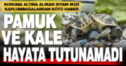 Denizli’de koruma altına alınan siyam ikizi kaplumbağalar organ yetmezliğinden öldü