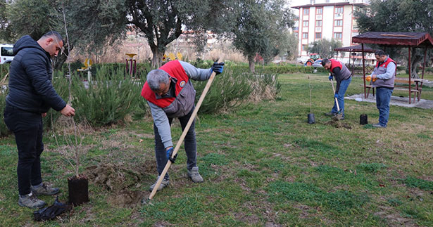 Sarayköy’de fidan dikme çalışmaları sürüyor