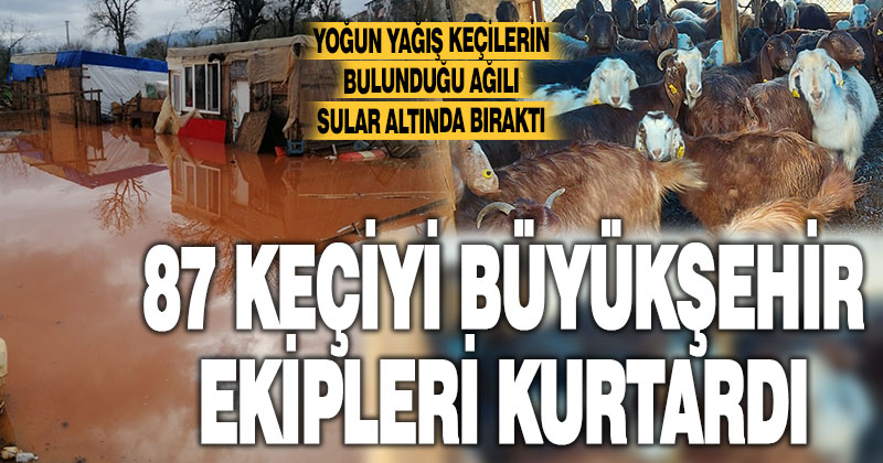 Mahsur kalan keçileri itfaiye ve DESKİ ekipleri kurtardı