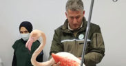 Yaralı bulunan flamingo tedavi altına alındı