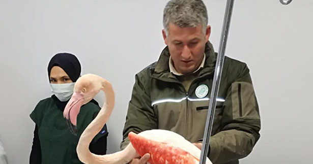 Yaralı bulunan flamingo tedavi altına alındı