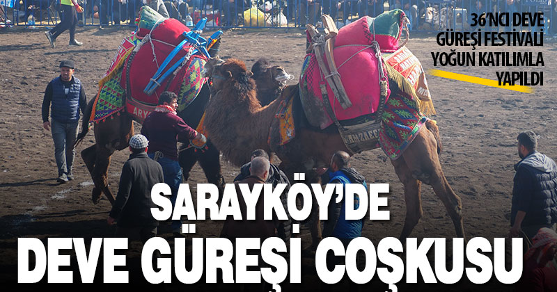 36. Sarayköy Deve Güreşi Festivali yaklaşık 100 devenin katılımıyla yapıldı