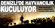 Denizli’deki hayvan varlığı azalıyor