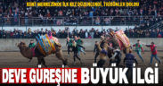Kent merkezinde ilk kez düzenlenen deve güreşi şenliği ilgi gördü