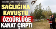 Silahla yaralanan kızıl şahine Büyükşehir şefkati