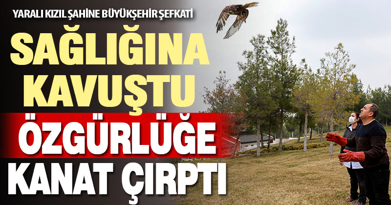 Silahla yaralanan kızıl şahine Büyükşehir şefkati