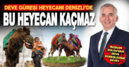 Deve güreşi heyecanı Denizli’de. Bu heyecan kaçmaz