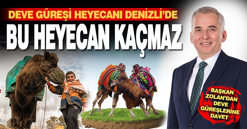 Deve güreşi heyecanı Denizli’de. Bu heyecan kaçmaz