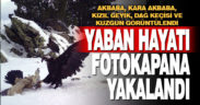 Denizli’de fotokapanlar yaban hayatını kayıt altına aldı