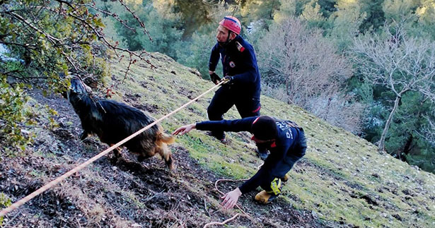 Kayalıklarda mahsur kalan keçiler kurtarıldı