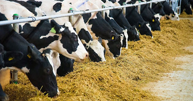 Merkezefendi’de süt üreticilerine 200 ton yem desteği