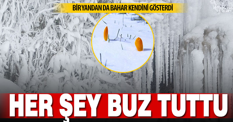 Denizli’nin dağlarında buz tutan ağaçlar ve çiğdemler bir arada