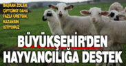 Büyükşehir’den küçükbaş hayvancılığa büyük destek