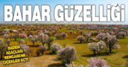 Badem ağaçları çiçek açtı, renkli görüntüler oluştu