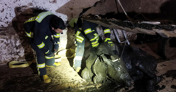 Denizli itfaiyesinden inek kurtarma operasyonu