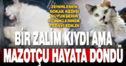 Zehirlenen sokak kedisini hayata döndürdüler