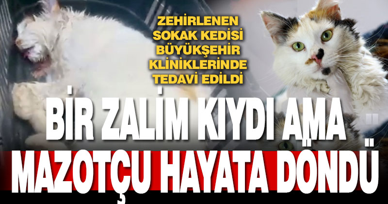 Zehirlenen sokak kedisini hayata döndürdüler