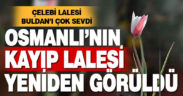 Osmanlı’nın Kayıp Lalesi Buldan’da yeniden görüldü