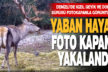 Denizli’de yaban hayvanları foto kapanla görüntülendi