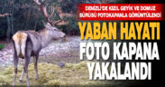 Denizli’de yaban hayvanları foto kapanla görüntülendi