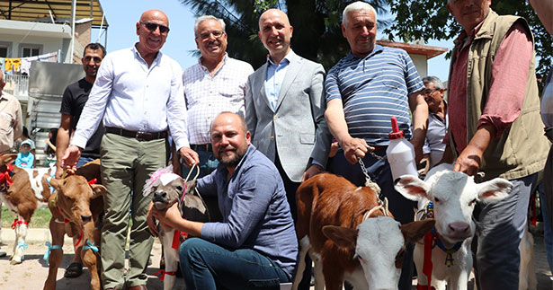 Sarayköy erik, koç ve buzağı enleri seçildi