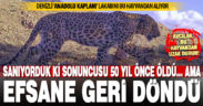 Denizli’ye Anadolu Kaplanı lakabını veren Anadolu Leoparı, yeniden görüldü
